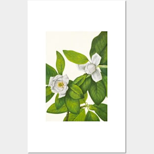 Sweetbay magnolia - Botanical Illustration Posters and Art